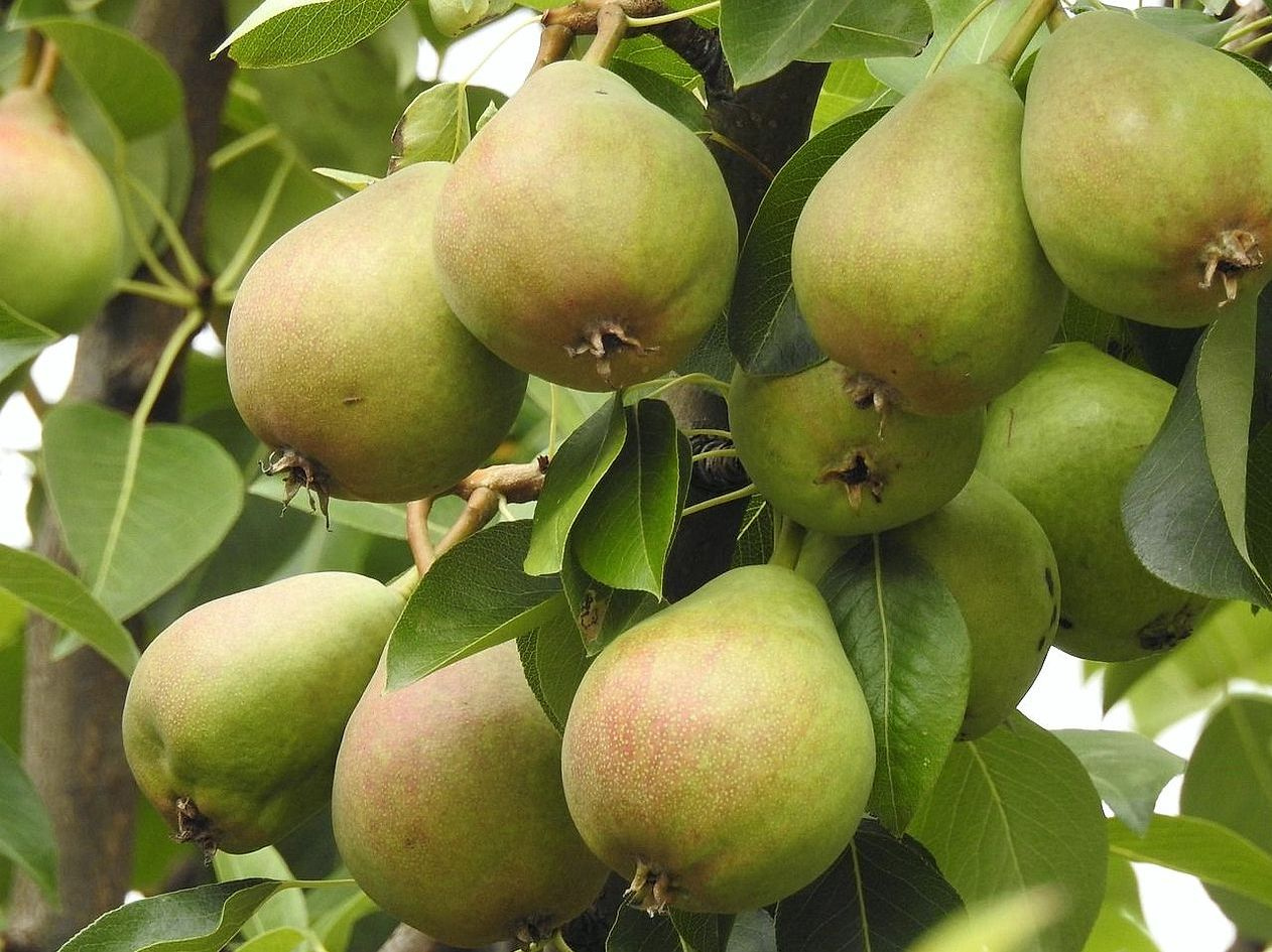 Frutas congeladas saludables